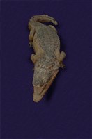 Spectacled caiman Collection Image, Figure 8, Total 12 Figures